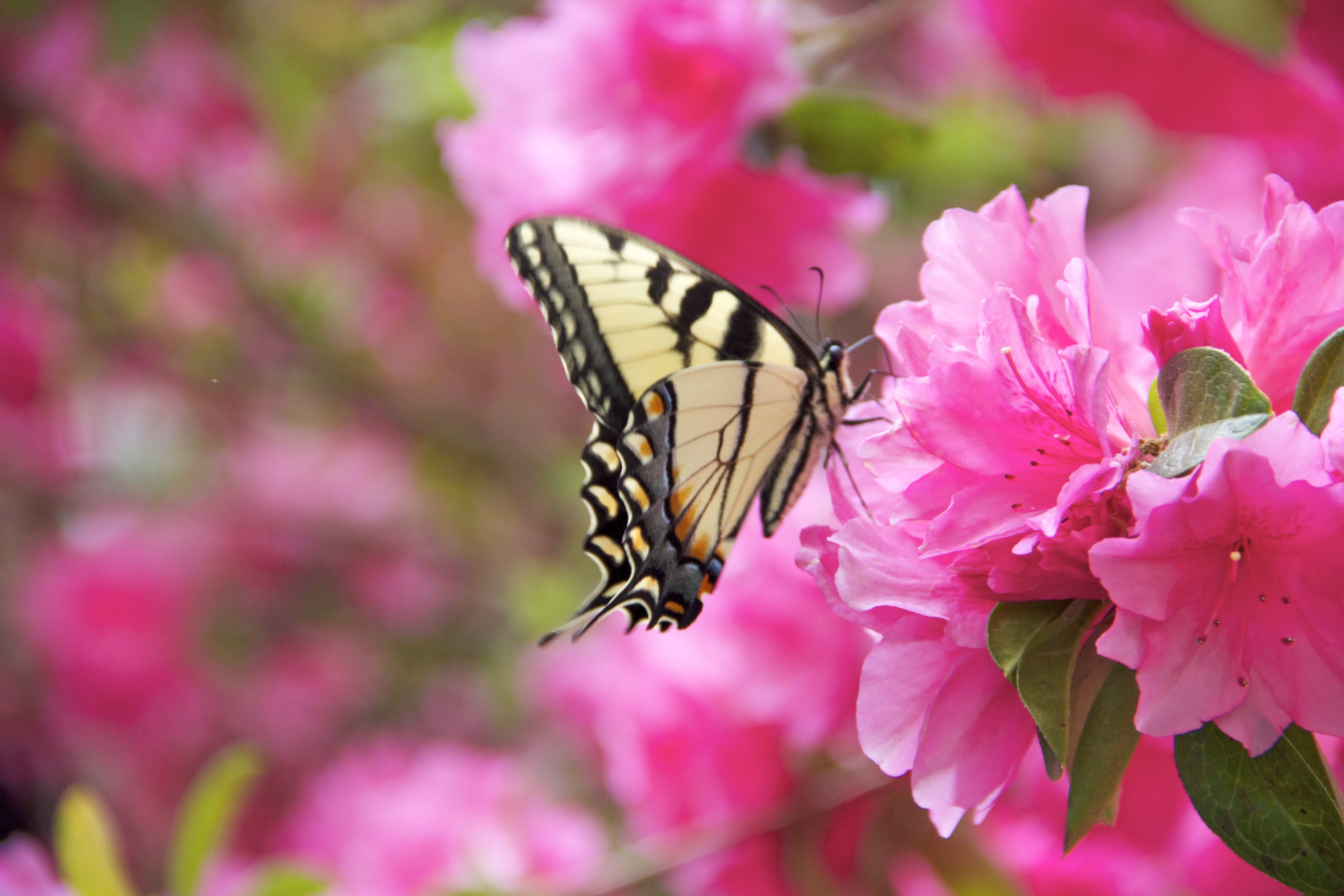 Welcome to spring life!