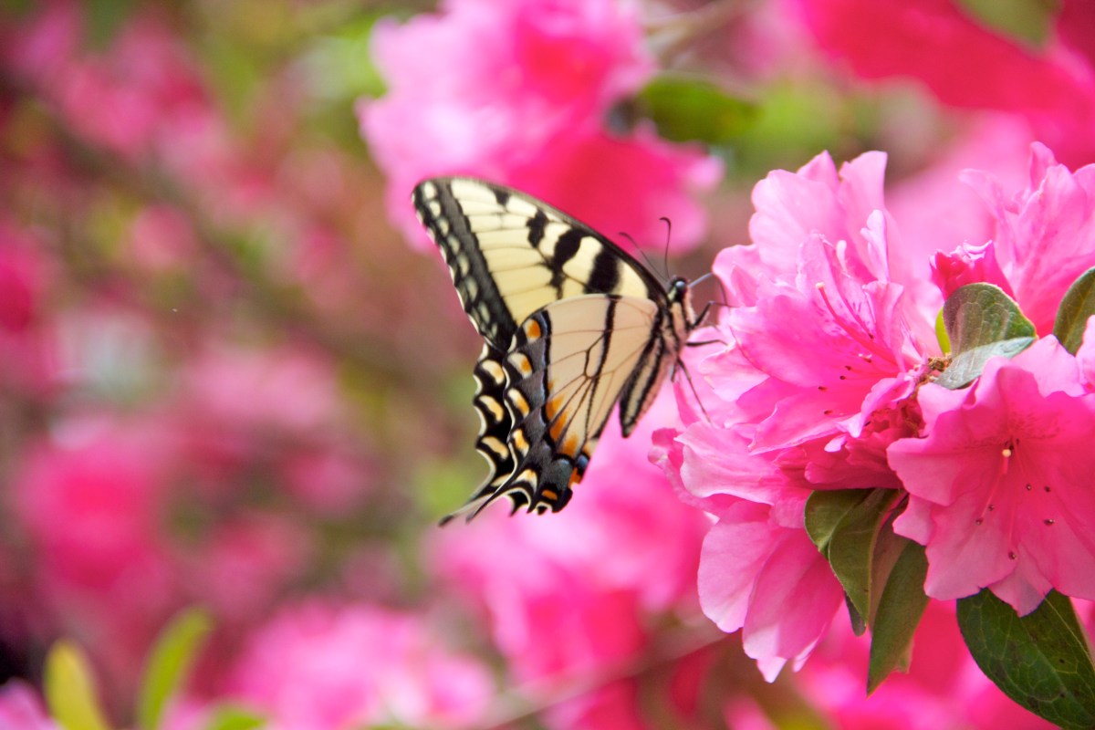 Welcome to spring life!