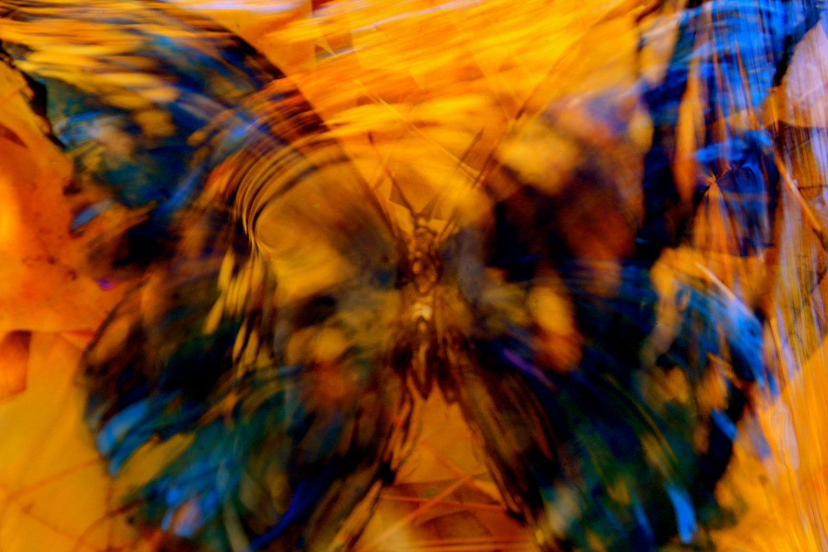 Tattered Butterfly 2