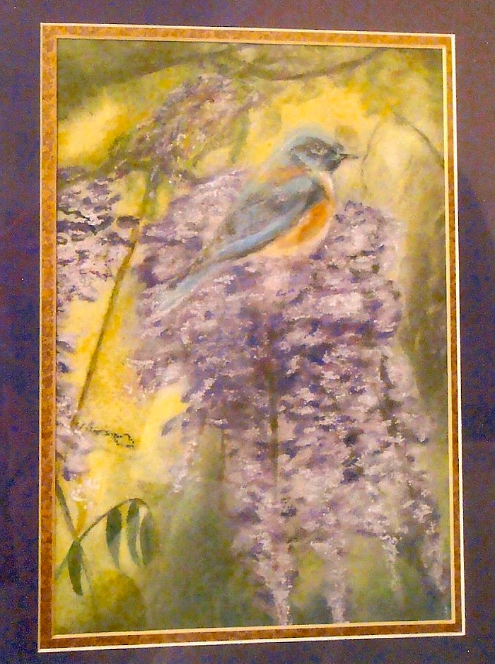 Bluebird in Wisteria