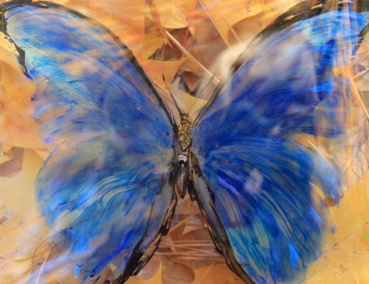 Tattered Butterfly 2