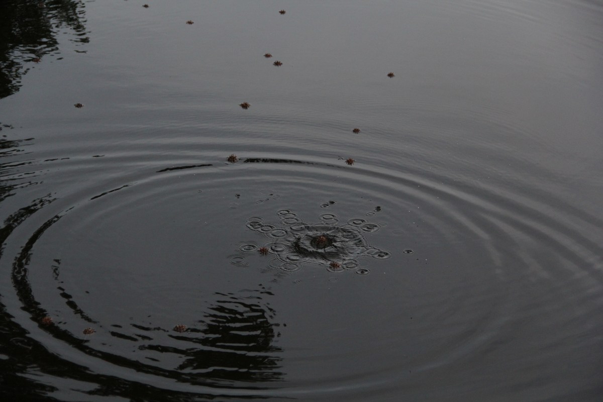 The Gracious Ripple Effect 3