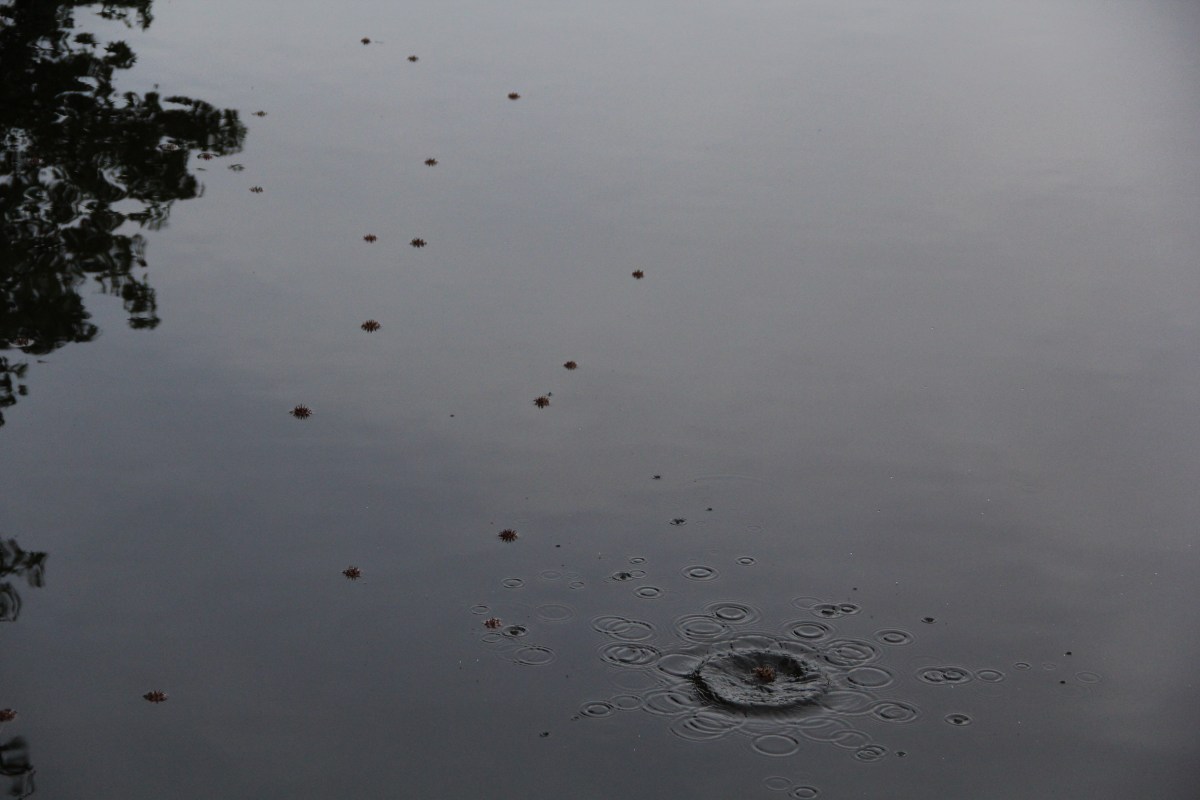 The Gracious Ripple Effect 1