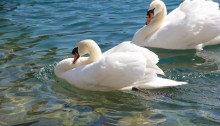 Swans on our Rhine River cruise--photographed in 2014